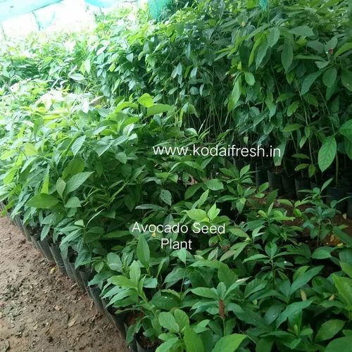 Avocado plant