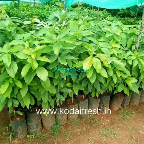 Avocado Plant By Kodai Fresh Private Limited