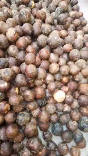 Avocado Seed