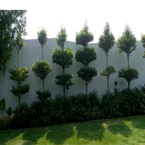 Garden Landscape Service - Plants and Soil, 2-4 Meters Height Range, Regular Pruning, Residential/Commercial Design, Privacy Walls and Aesthetic Enhancements