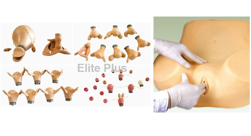 Gd/f35 Advanced Gynaecological Training Simulator - Color: Ivory