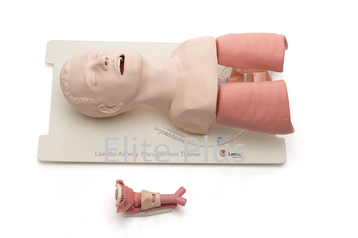 Airway Management Trainer - Color: Ivory