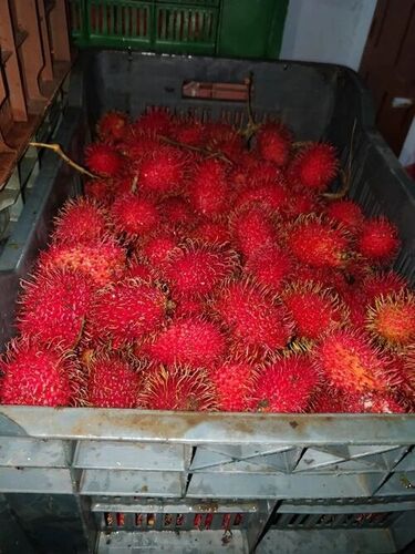 रंबूटन फल