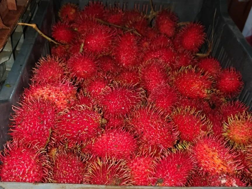 Rambutan Fruit