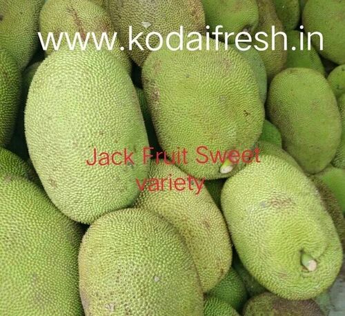 Jack Fruit - Tropical Fruit | Rich in Nutrients, Ideal for Vegetarian Recipes, Naturally Sweet Flavor