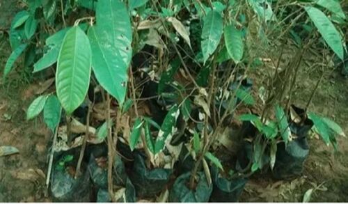 Durian plant
