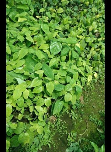 पैशन फ्रूट प्लांट