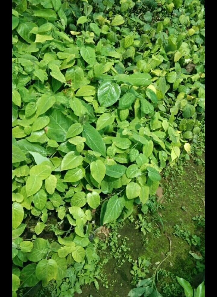 पैशन फ्रूट प्लांट -