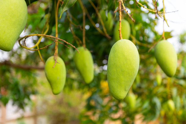 Green Mango By Mkd International Import And Export