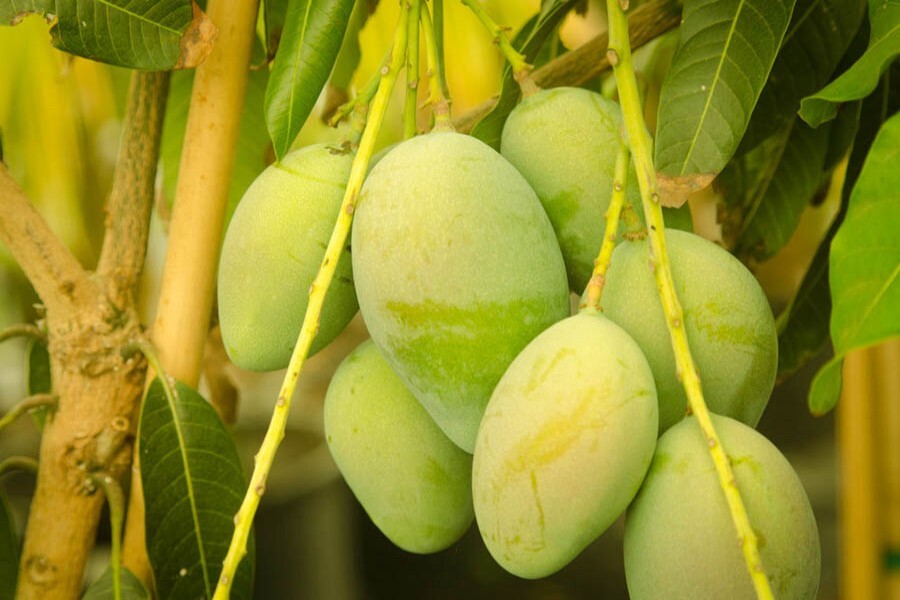 Green Mango By Mkd International Import And Export