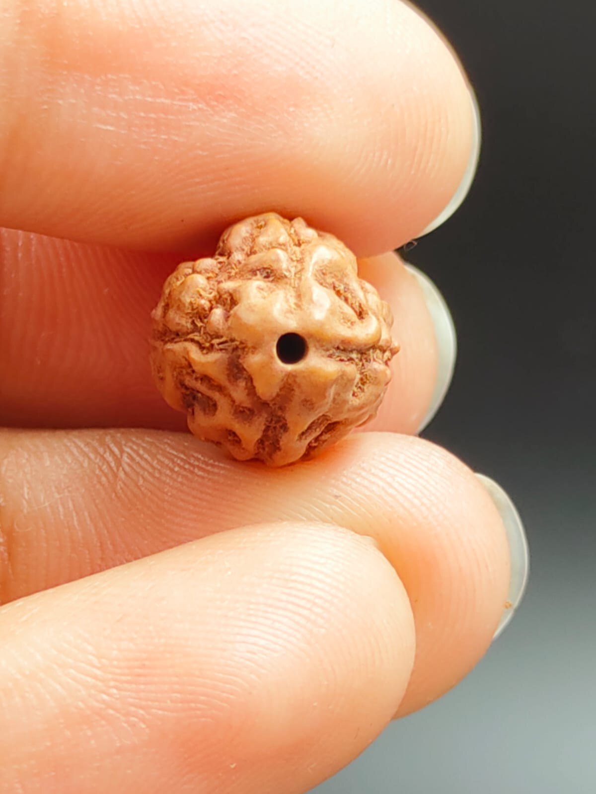 4 Mukhi Rudraksha Indonesia - Natural Rudraksha, Round/oval Shape | Supports Traditional Practices, Ideal For Spiritual And Religious Use