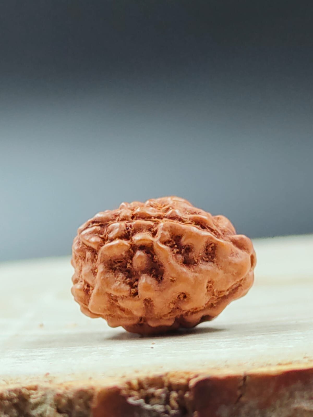 4 Mukhi Rudraksha Indonesia - Natural Rudraksha, Round/oval Shape | Supports Traditional Practices, Ideal For Spiritual And Religious Use