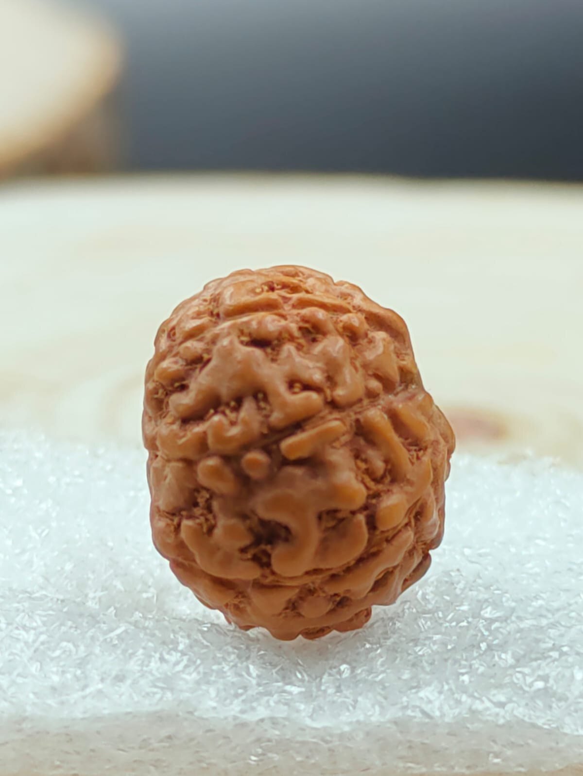 8 Mukhi Rudraksha Indonesia - Shape: Round/oval