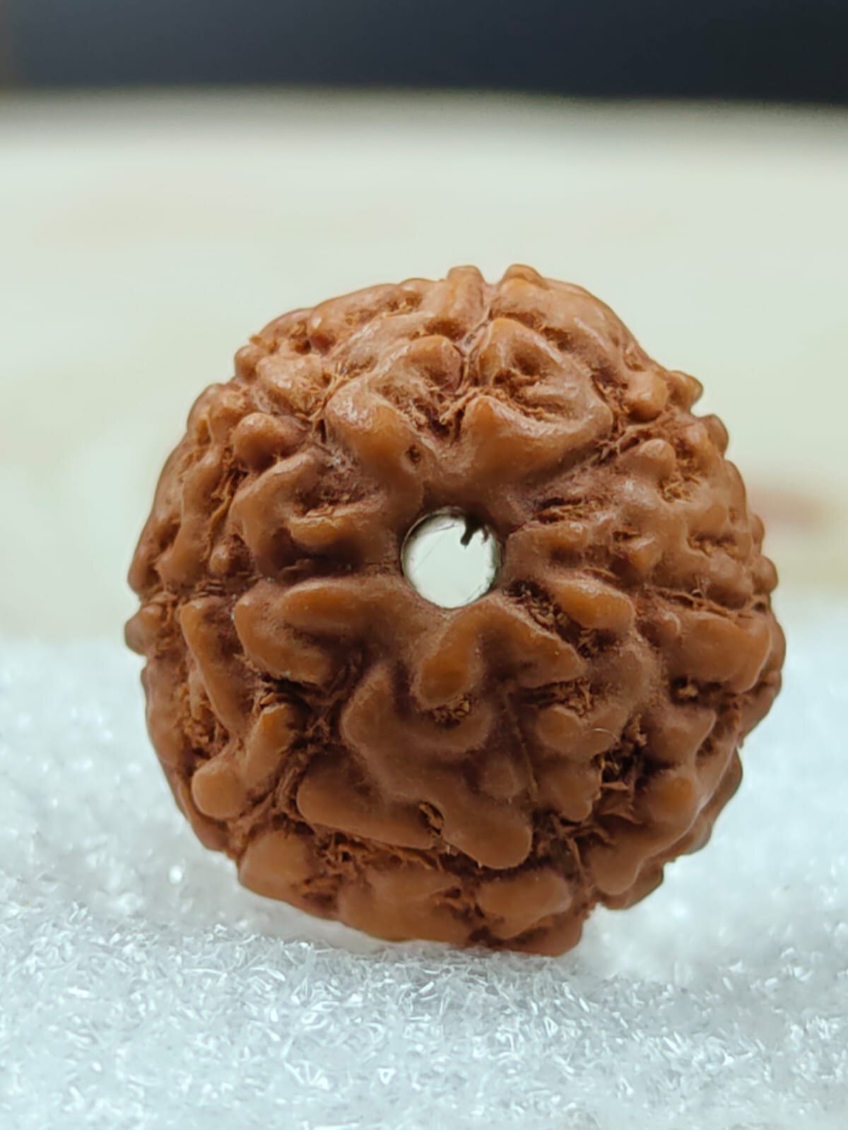 8 Mukhi Rudraksha Indonesia - Shape: Round/oval