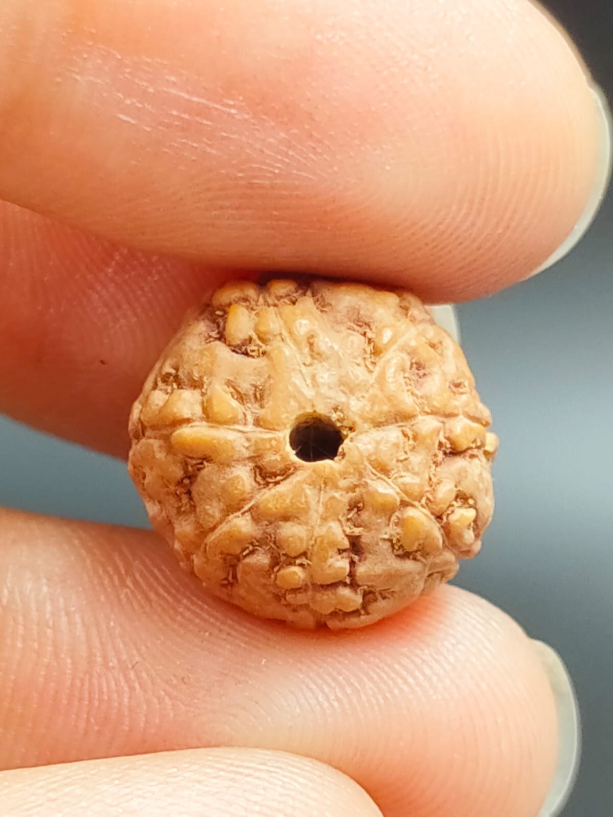8 Mukhi Rudraksha Indonesia - Shape: Round/oval