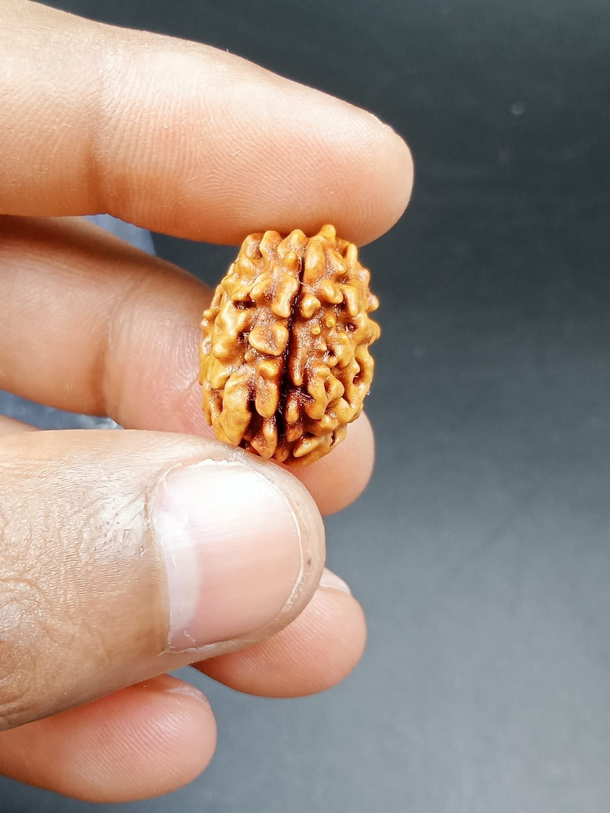 1 Mukhi Rudraksha Himalayan - Occasion: Religious