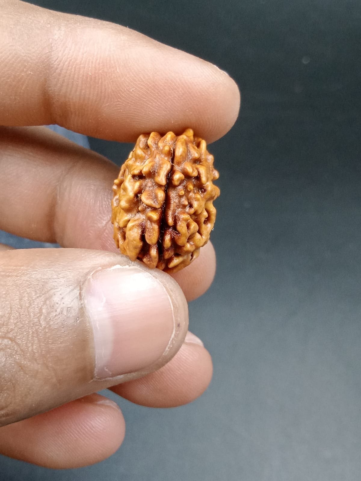1 Mukhi Rudraksha Himalayan - Occasion: Religious