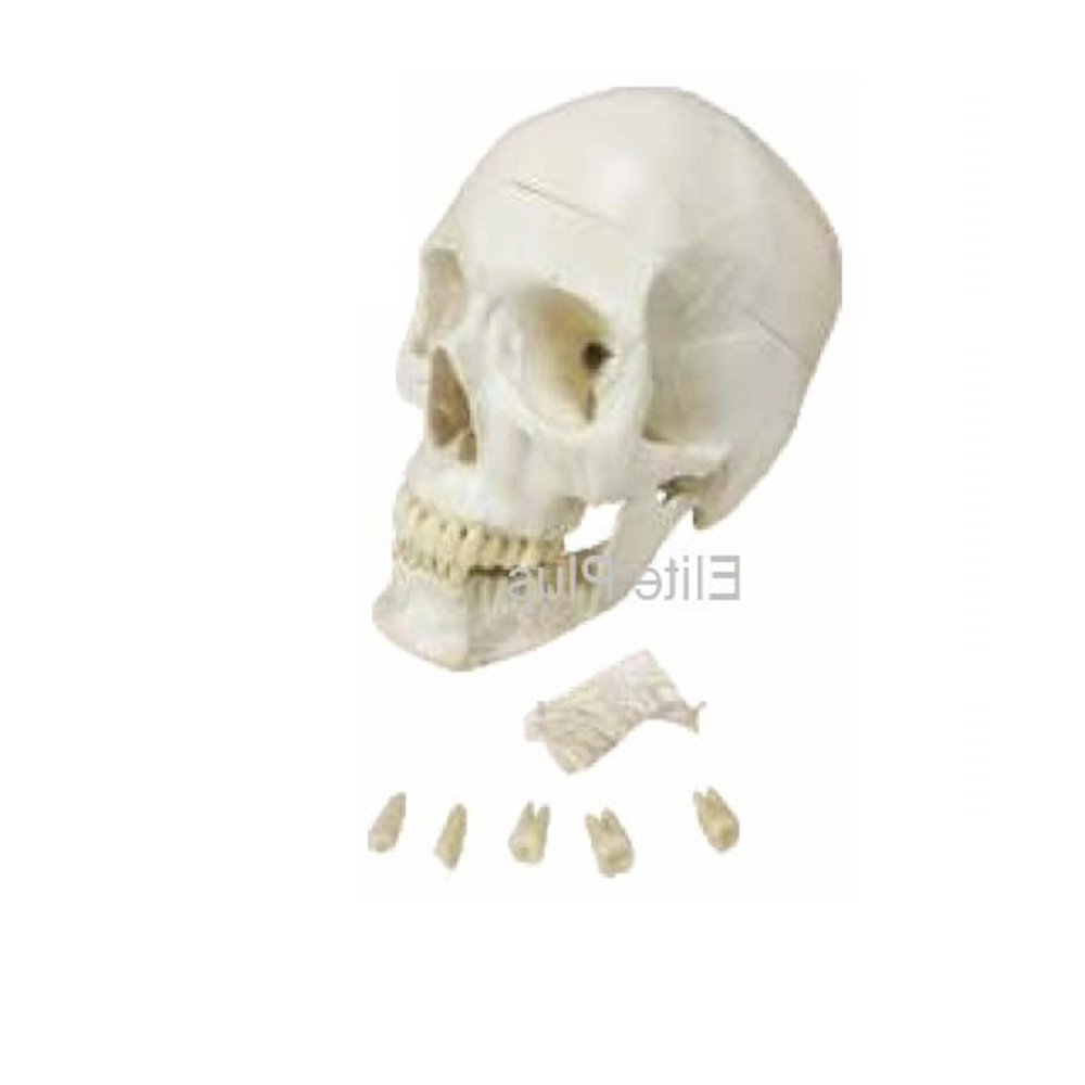 Zx-1200 Skull With Removable Lower Teeth - Color: Ivory