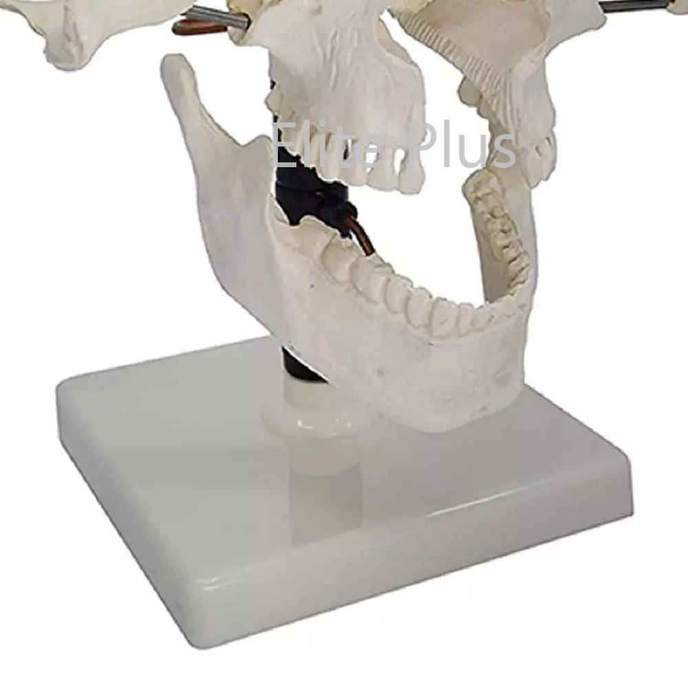 Zx-1205 Skull Model Exploded 22 Parts - Color: Ivory