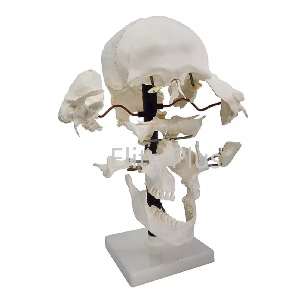 Zx-1205 Skull Model Exploded 22 Parts - Color: Ivory