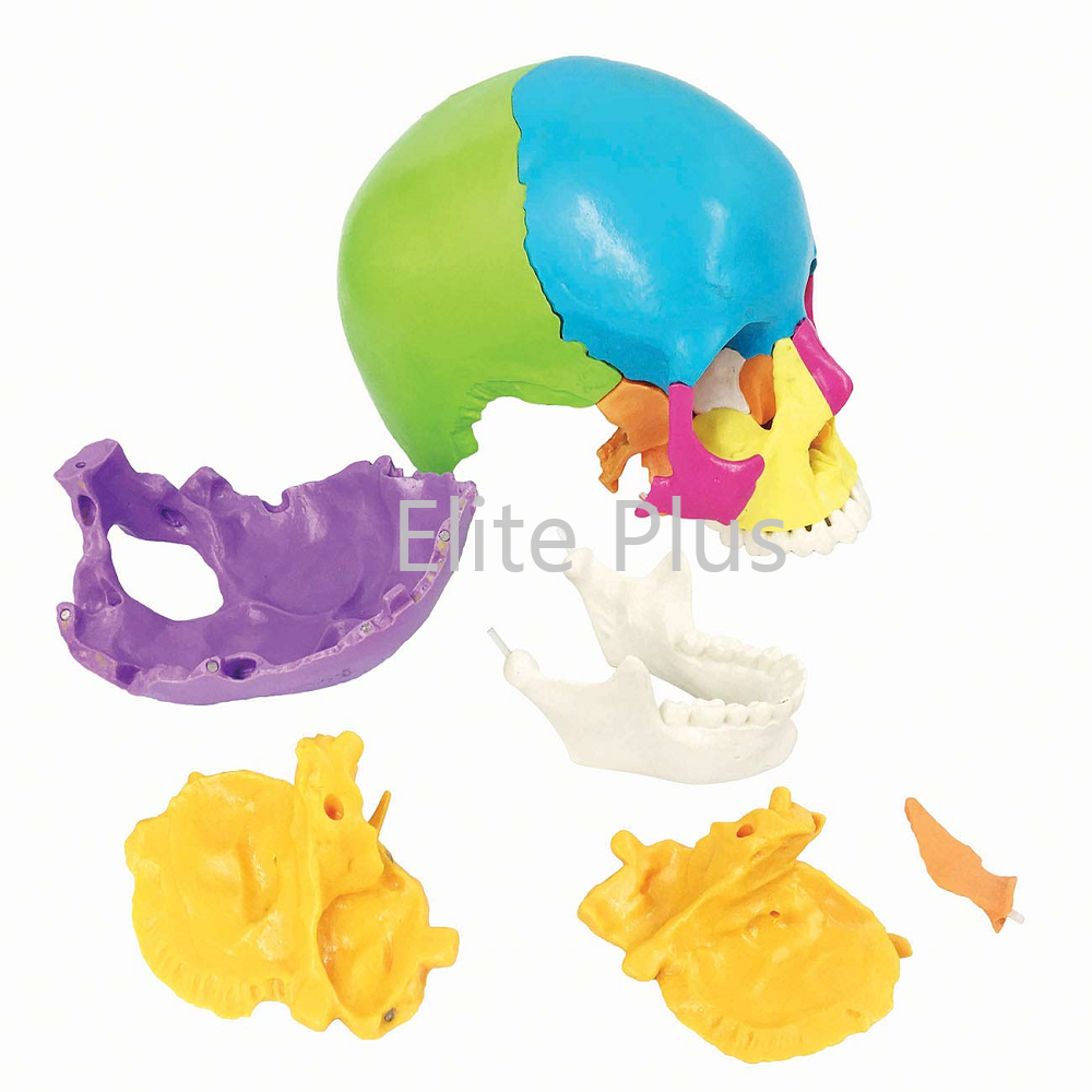 Zx-1208p Didactic Human Skull 22 Parts - Color: Ivory