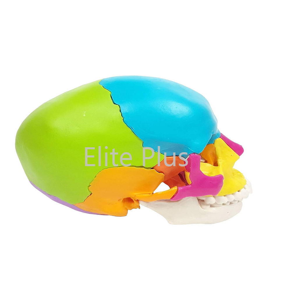 Zx-1208p Didactic Human Skull 22 Parts - Color: Ivory