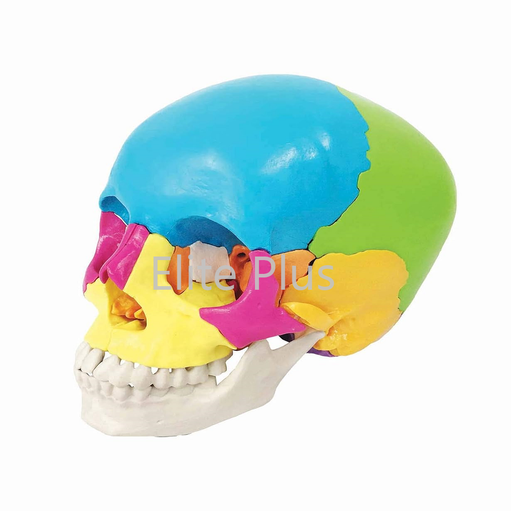 Zx-1208p Didactic Human Skull 22 Parts - Color: Ivory