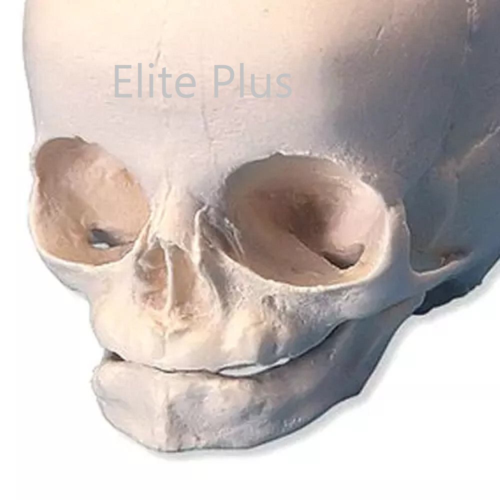 Zx-1201 Human Fetal Skull - Color: Ivory at Best Price in Pune