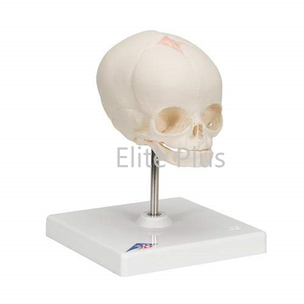 Zx-1206a Full Term Fetus Skull Model With Stand - Color: Ivory