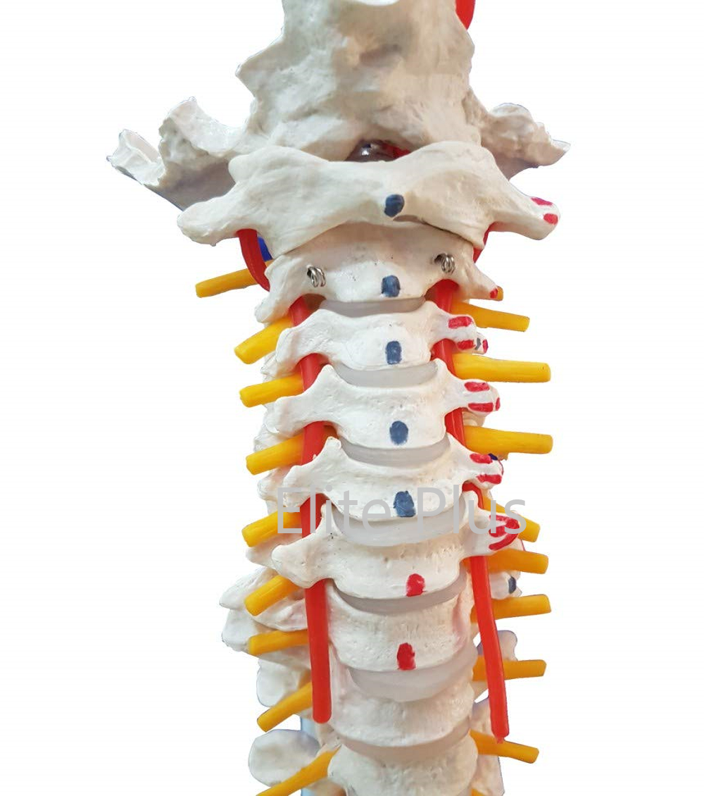 Life Size Flexible Pvc Vertebral Column Model - Complete Pelvis, Femur Heads, Muscle Origin And Insertion Points | Ideal For Nursing And Medical Education