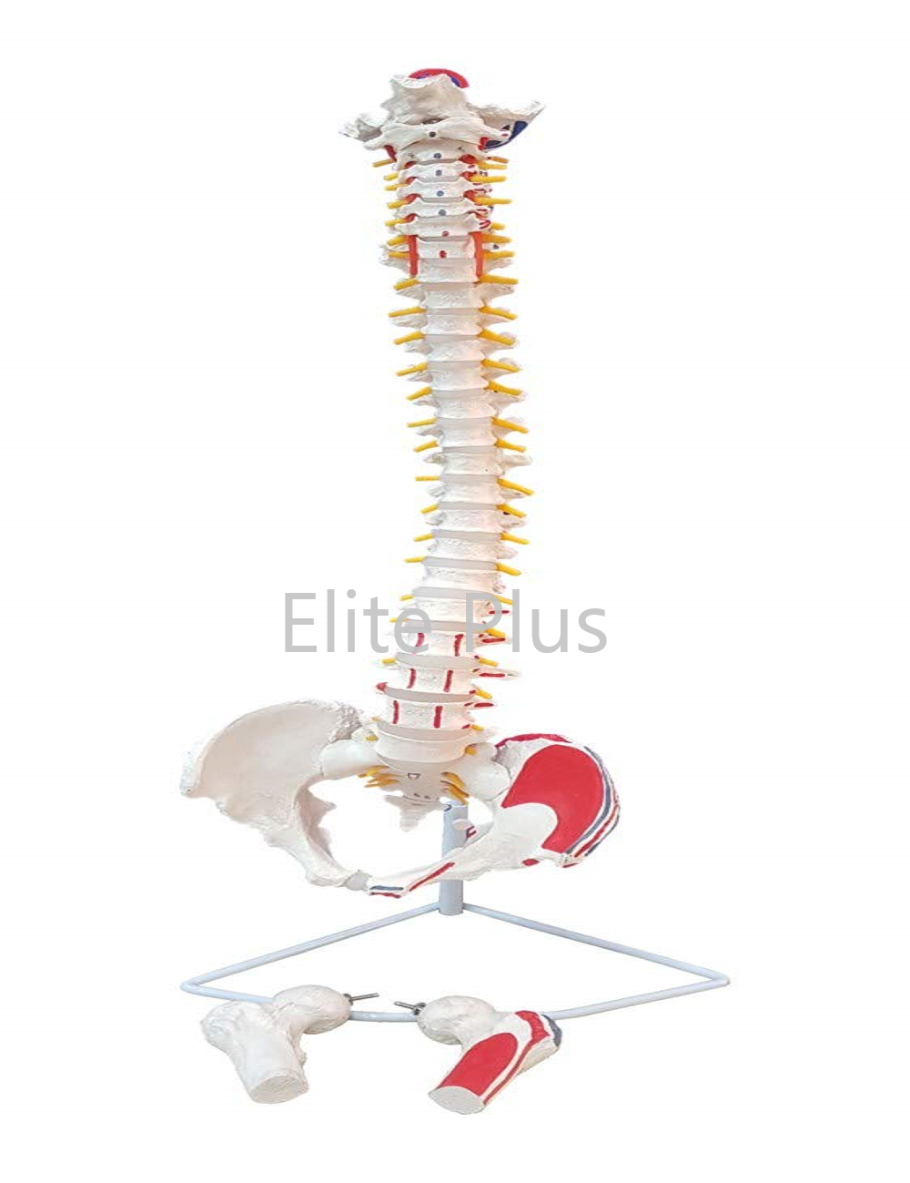 Life Size Flexible Pvc Vertebral Column Model - Complete Pelvis, Femur Heads, Muscle Origin And Insertion Points | Ideal For Nursing And Medical Education