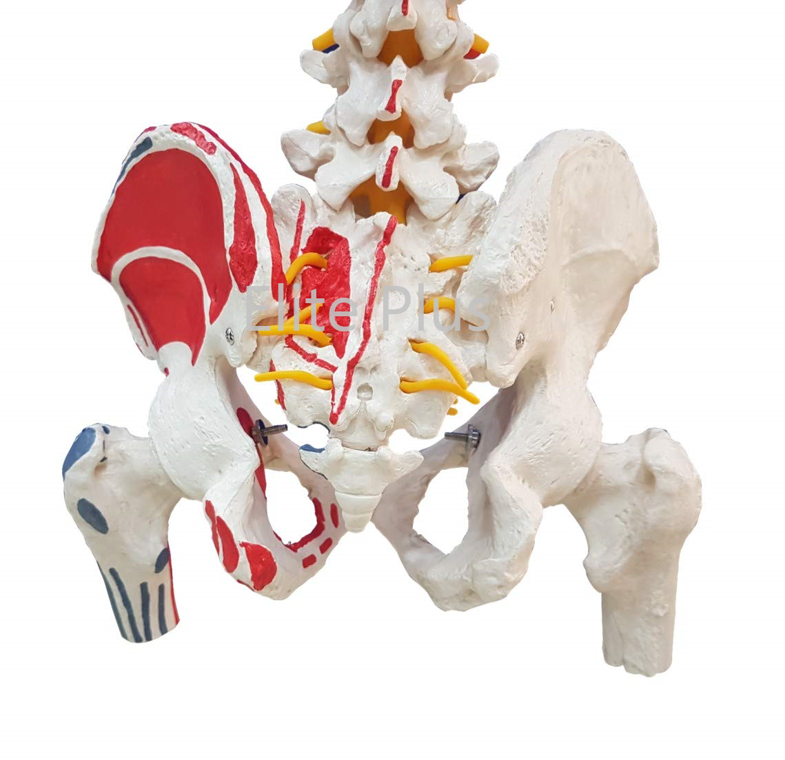 Life Size Flexible Pvc Vertebral Column Model - Complete Pelvis, Femur Heads, Muscle Origin And Insertion Points | Ideal For Nursing And Medical Education