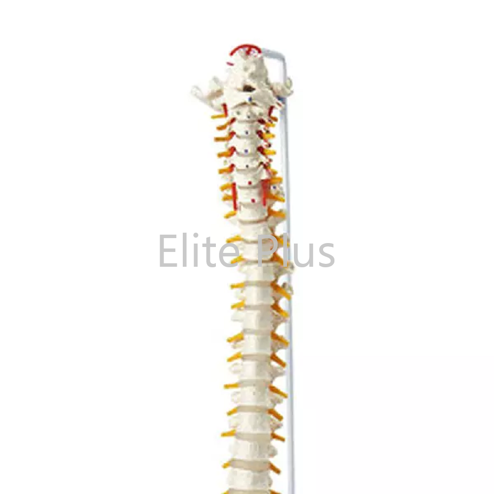 Life Size Flexible Pvc Vertebral Column Model - Complete Pelvis, Femur Heads, Muscle Origin And Insertion Points | Ideal For Nursing And Medical Education