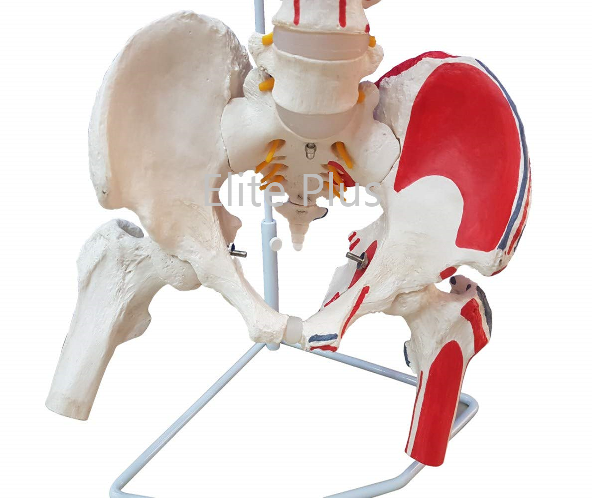 Life Size Flexible Pvc Vertebral Column Model - Complete Pelvis, Femur Heads, Muscle Origin And Insertion Points | Ideal For Nursing And Medical Education