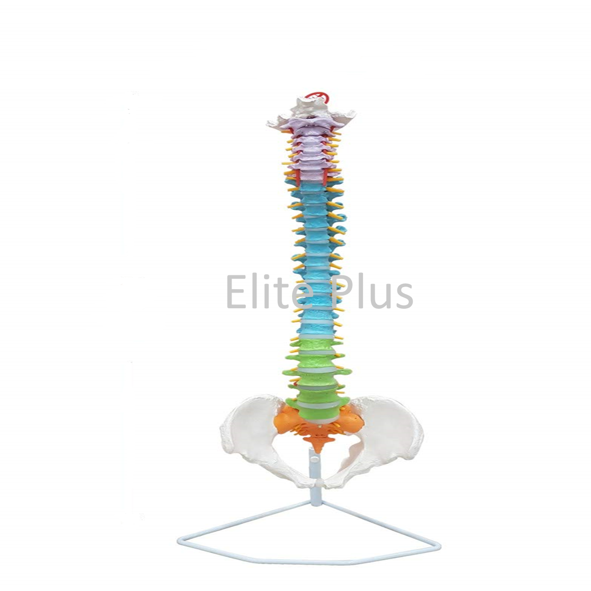Vertebral Column Model - Life Size Pvc, Flexible Design With Color-coded Regions For Easy Identification, Includes Spinal Structures And Prolapsed Disc Representation, Mounted On Stand
