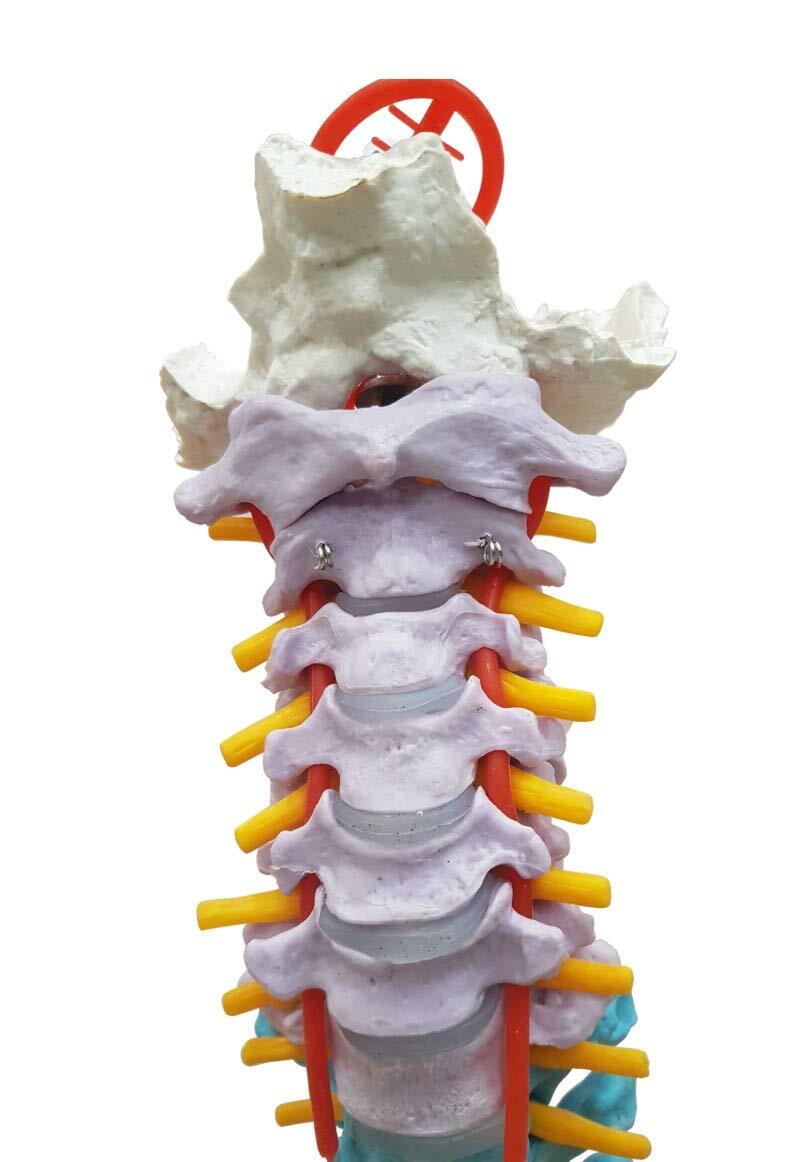 Vertebral Column Model - Life Size Pvc, Flexible Design With Color-coded Regions For Easy Identification, Includes Spinal Structures And Prolapsed Disc Representation, Mounted On Stand
