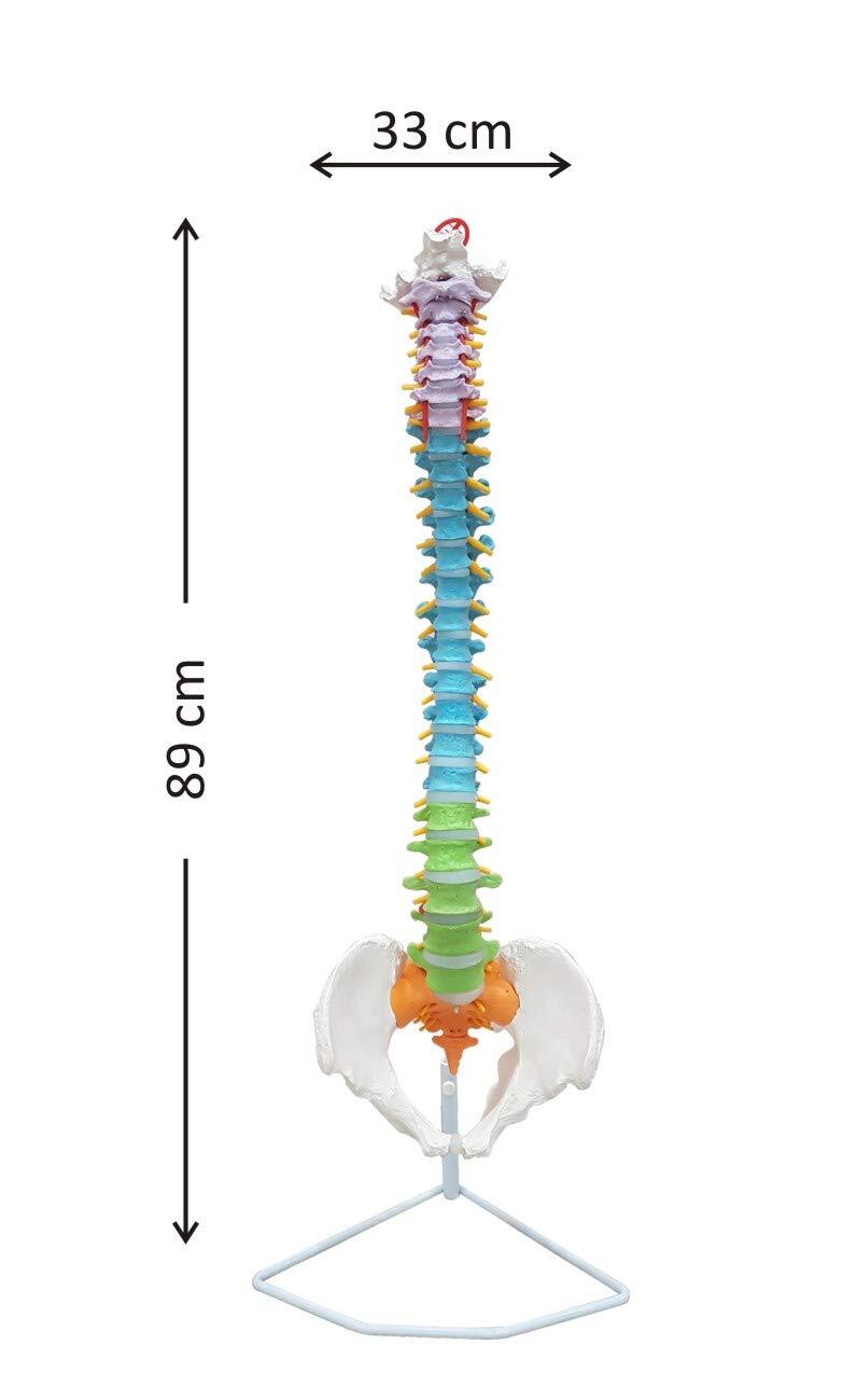Vertebral Column Model - Life Size Pvc, Flexible Design With Color-coded Regions For Easy Identification, Includes Spinal Structures And Prolapsed Disc Representation, Mounted On Stand