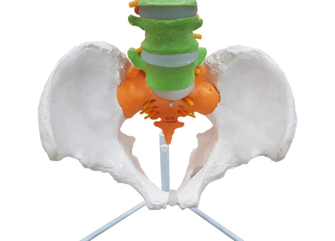 Vertebral Column Model - Life Size Pvc, Flexible Design With Color-coded Regions For Easy Identification, Includes Spinal Structures And Prolapsed Disc Representation, Mounted On Stand