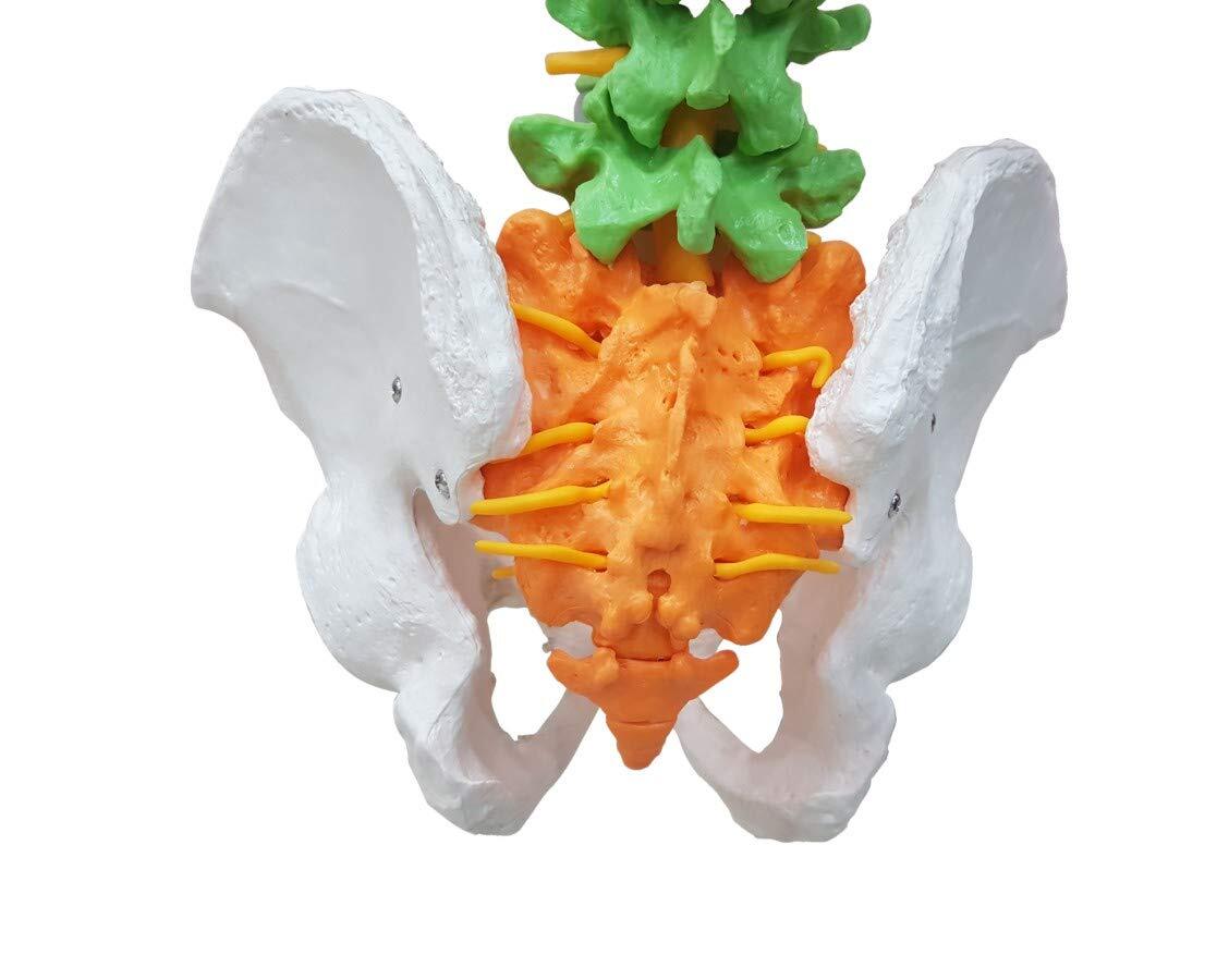 Vertebral Column Model - Life Size Pvc, Flexible Design With Color-coded Regions For Easy Identification, Includes Spinal Structures And Prolapsed Disc Representation, Mounted On Stand