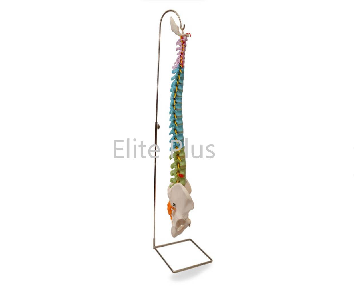 Half Size Pvc Vertebral Column Model - Flexible Design, Color-differentiated Vertebrae, Movable Pelvis And Femur Heads, Included Manual And Stand