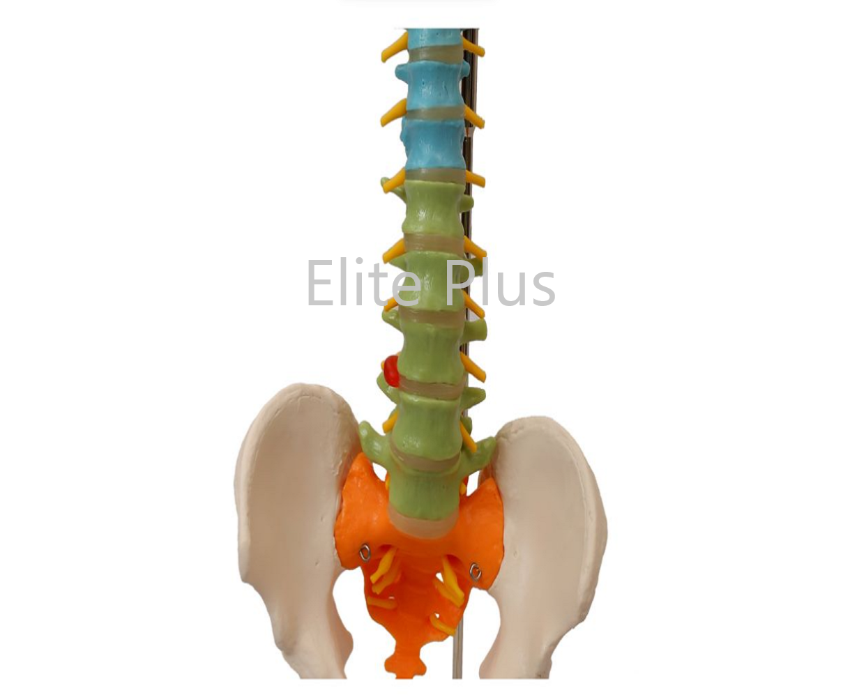 Half Size Pvc Vertebral Column Model - Flexible Design, Color-differentiated Vertebrae, Movable Pelvis And Femur Heads, Included Manual And Stand