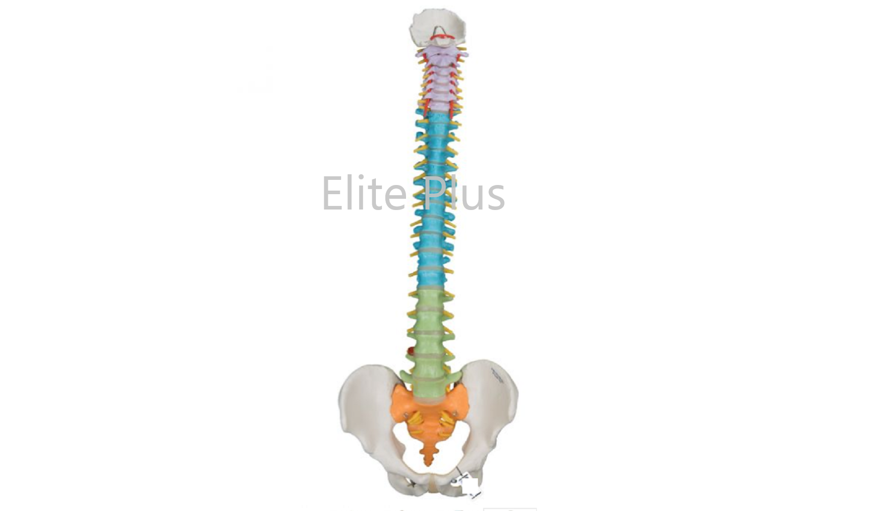 Half Size Pvc Vertebral Column Model - Flexible Design, Color-differentiated Vertebrae, Movable Pelvis And Femur Heads, Included Manual And Stand