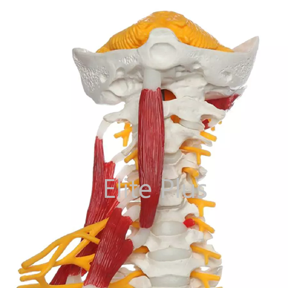 HD ZX-1228 Cervical Spine & Occipital Bone, Nerves and Muscles