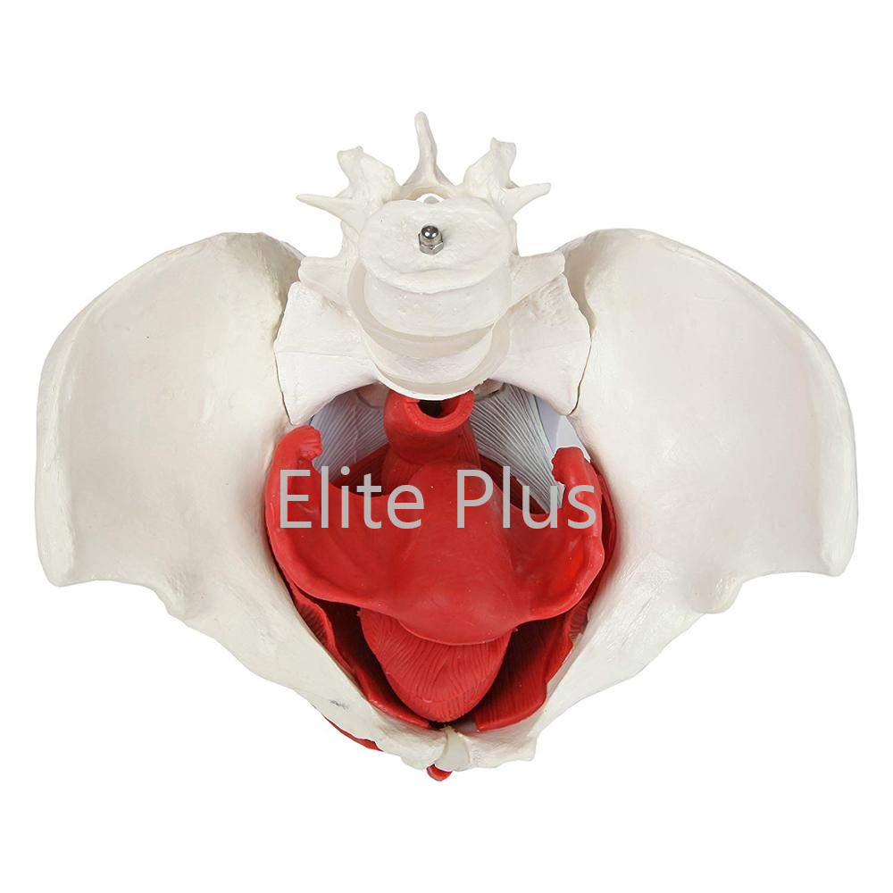 Zx-1233 Female Pelvic Muscles With Removable Genitals - Color