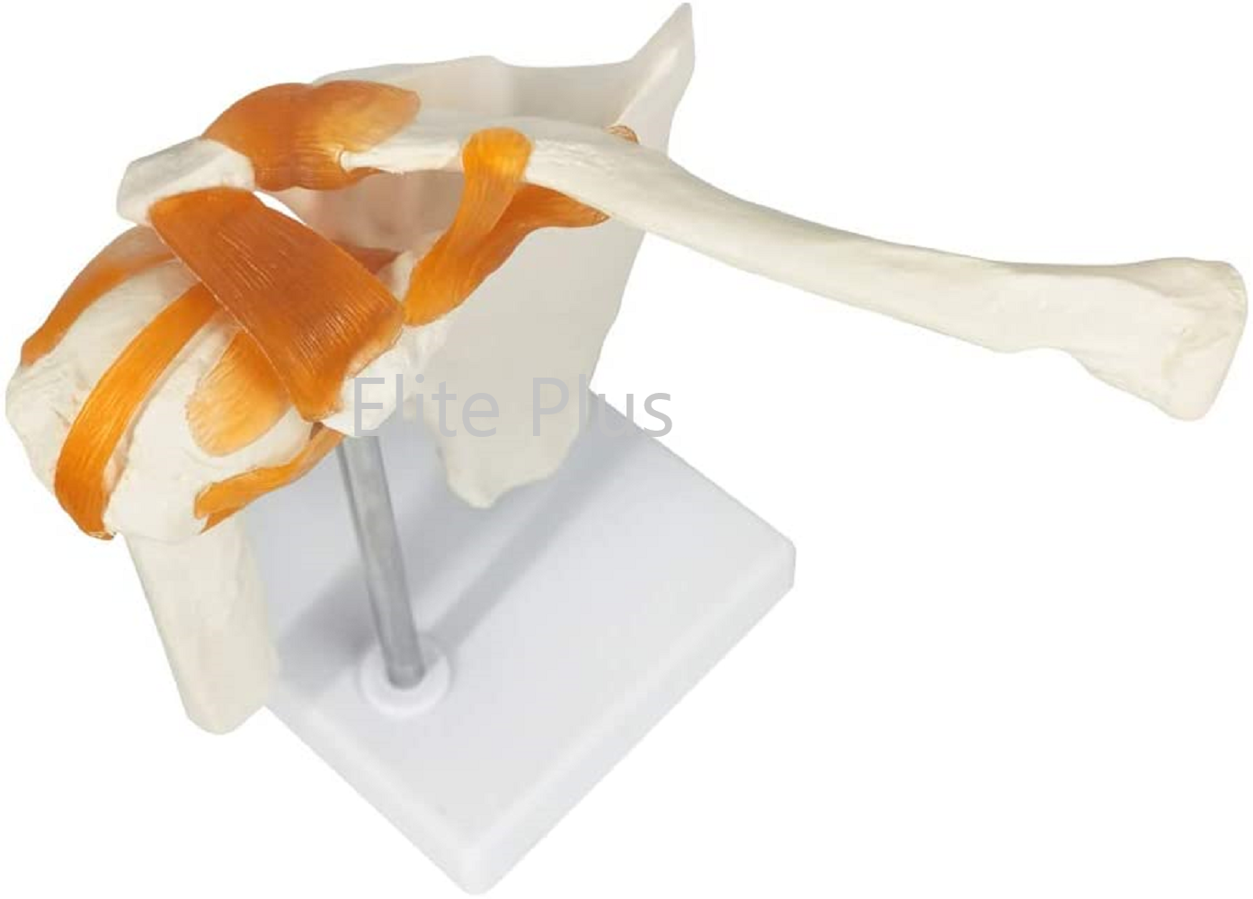 Zx-s109 Shoulder Joint Model Flexible