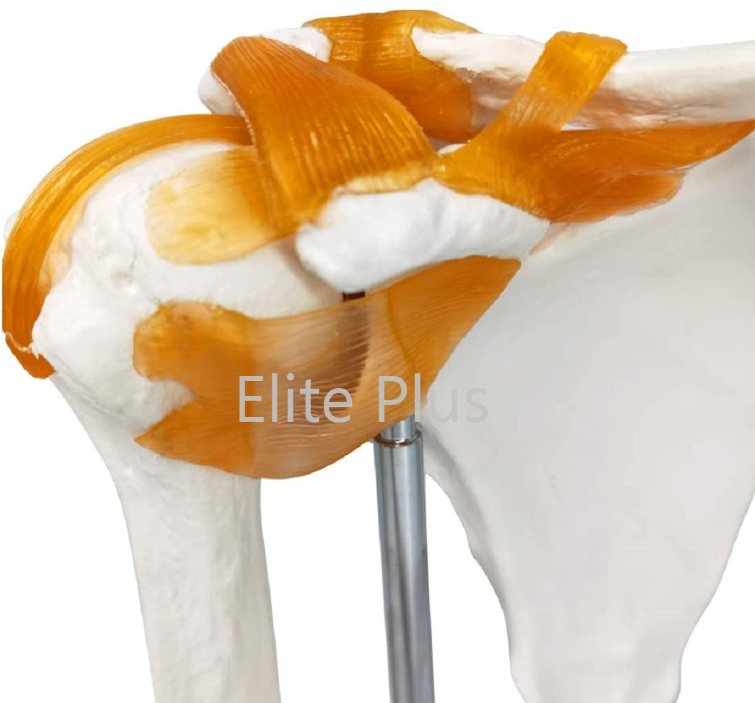 Zx-s109 Shoulder Joint Model Flexible