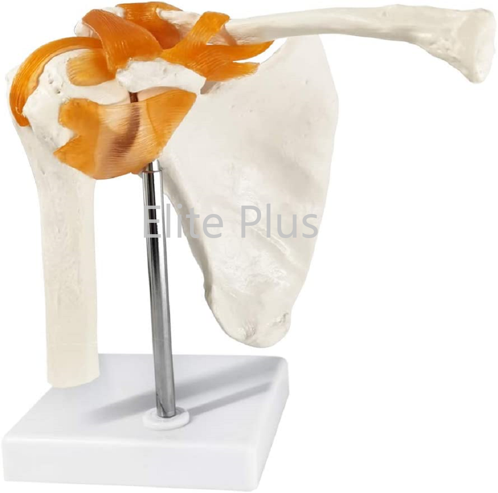 Zx-s109 Shoulder Joint Model Flexible