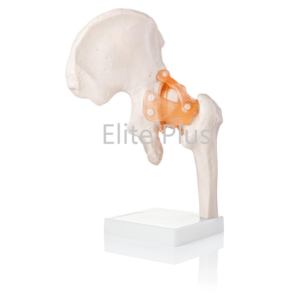 Zx-s110 Hip Joint Model Flexible