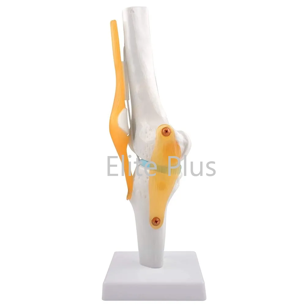 Zx-s111 Knee Joint Model Flexible - Color: Ivory