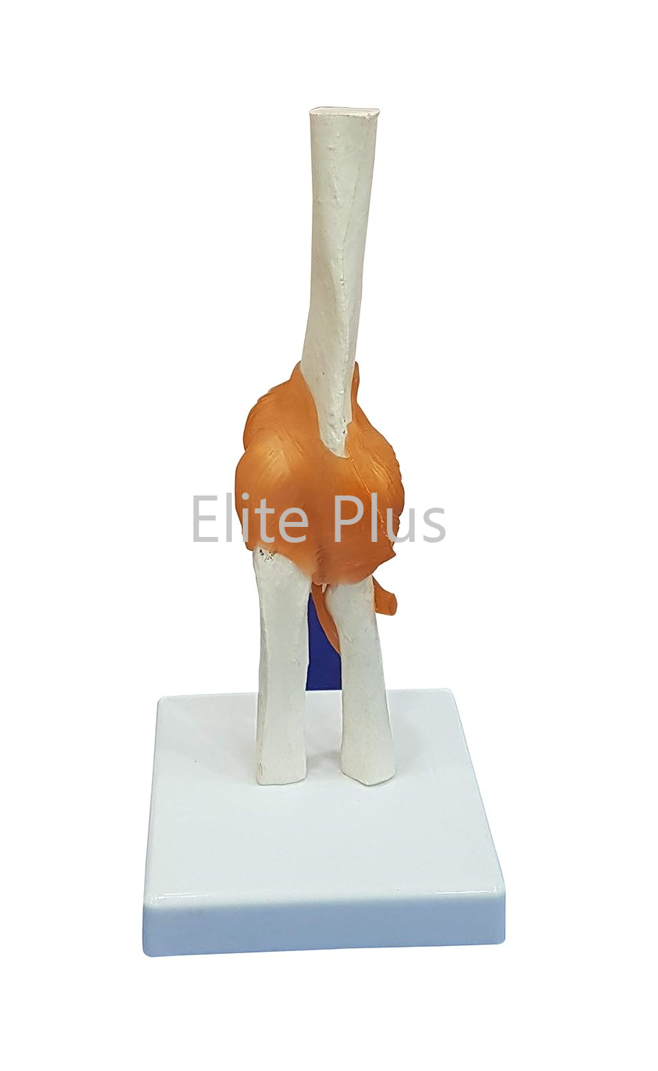 Elbow Joint Anatomy Model - Life Size Pvc With Flexible Plastic Ligaments, Ivory Color, Ideal For Nursing And Medical Education